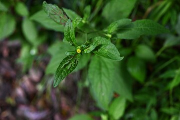 Carpesium divaricatum flowers. Asteraceae perennial plants. They grow in slightly dark places in forests and bloom yellow tubular flowers without petals in summer.