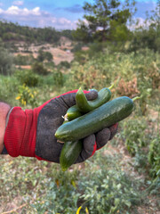 Farmer Holding Fresh Cucumbers in Gloved Hand at Vegetable Garden