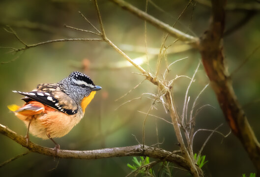 Spotted Pardalote on branch