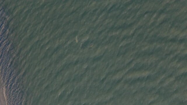 Pod of dolphins in the Edisto River off of Seabrook Island, SC
