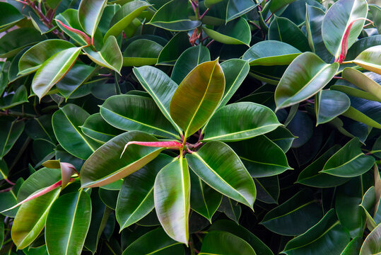 Vibrant Green Rubber Plant Leaves With Subtle Red Highlights