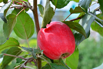a ripe Red Apple on a Branch close up organic farm