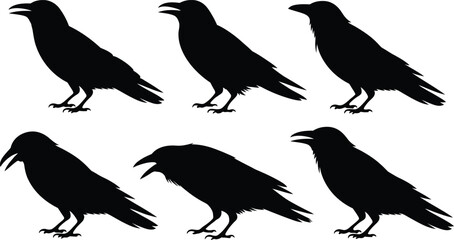 Fototapeta premium Crow and Raven Silhouette Vector Set of Six Black Corvid Birds in Varied Poses, Isolated on White, Monochrome Halloween Wildlife Clipart Illustration
