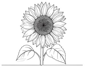 Black and white sunflower drawing