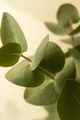 Minimalist Eucalyptus Leaves Close-Up