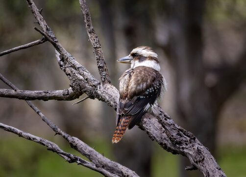 Kookaburra