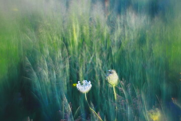 Artistic close-up of Queen Anne’s lace (wild carrot) flowers in various stages of bloom, set...