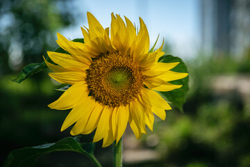 Sunflower close-up at summertime. Selective focus with shallow depth of field.