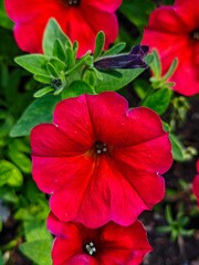 Bright scarlet petunia flowers. Gardening, landscape design.