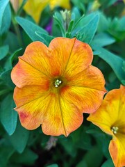 Bright yellow flowers of calibrachoa. Gardening, landscape design.