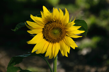 Sunflower close-up at summertime. Selective focus with shallow depth of field.