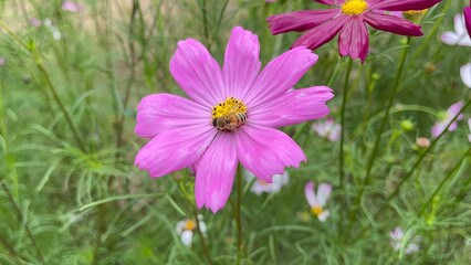Obraz premium beautiful cosmos flower. Sunrise over the cosmos flower field. Cosmos flower blossom in garden