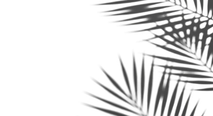 Soft, diffused palm frond shadows cast on a pristine bright white surface, forming an organic pattern with ample left copy space, high-key flat lay, tropical simplicity and modern summer aesthetic