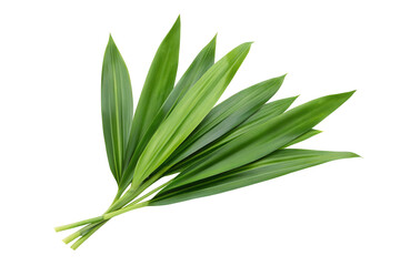 Fototapeta premium Fresh pandan leaves isolated on transparent background for culinary herb and nature projects