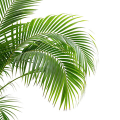 Tropical palm leaf isolated on black background green foliage exotic plant nature decor design