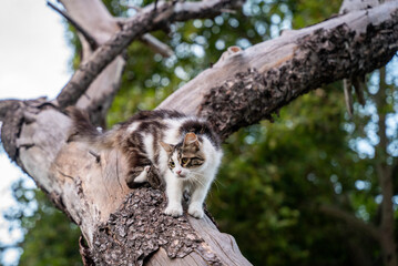 Curious Cat Climbing on a Tree Trunk Outdoors