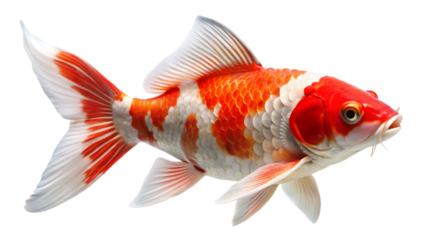 koi fish red and white isolated - on a white background PNG. GENERATIVE AI