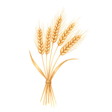 Wheat sheaf illustration with golden stalks. Watercolor isolated on transparent background