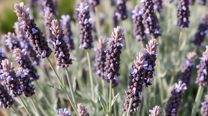 Medicinal lavender is an aromatic and medicinal plant of the mummified family.