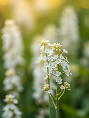 Selective focus on a green bokeh background highlights white sweetclover flowers Melilotus albus creating a serene copy space image