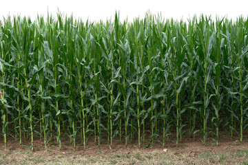 Fototapeta premium A field of corn is shown in a photo