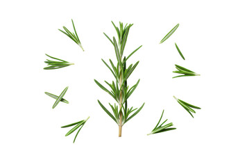 Obraz premium Verdant rosemary sprig, green leaves scattered on immaculate transparent studio surface with ample copy space, sharp focus, clean aesthetic, concept of premium culinary freshness
