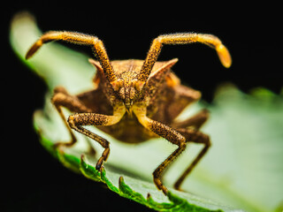 Leaf-footed Bug Macro on Green Leaf