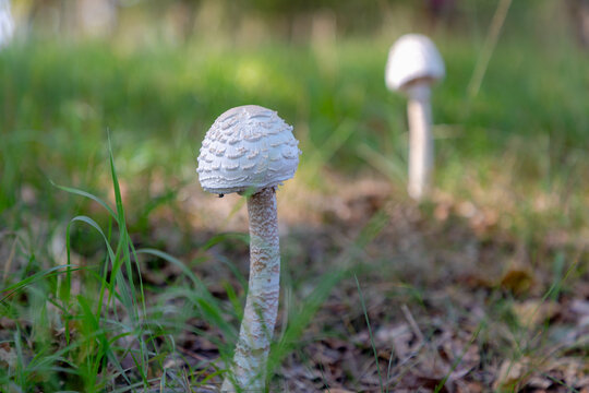 Selective focus of wild mushrooms in green grass, Macrolepiota procera or the parasol mushroom is a basidiomycete fungus with a large prominent fruiting body resembling a parasol, Nature background.