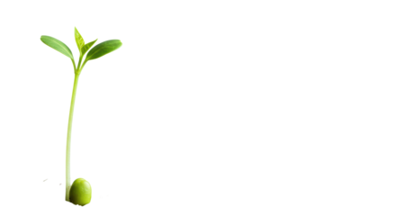 Vibrant green plant sprout with new leaves emerging from light soil on a transparent studio background with creamy bokeh, low angle shot. Concept of sustainable growth