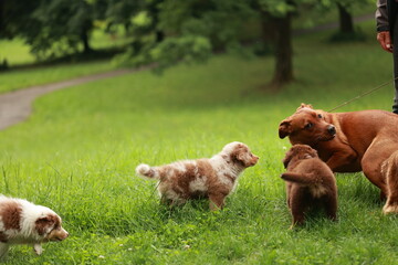 Group of dogs playing in a grassy field