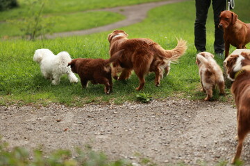 Group of dogs are running and playing in a field