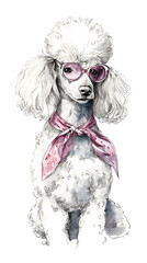 Fototapeta premium Poodle with pink glasses and scarf watercolor painting front view