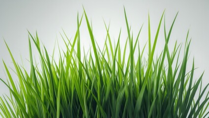 Obraz premium Tall green grass with blades reaching upward, vibrant and fresh, against a plain background.