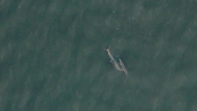 Pod of dolphins in the Edisto River off of Seabrook Island, SC