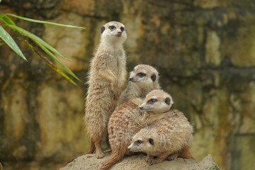 The cute and interesting Fox Meng family