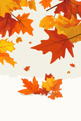 Autumn Leaves on White Background
