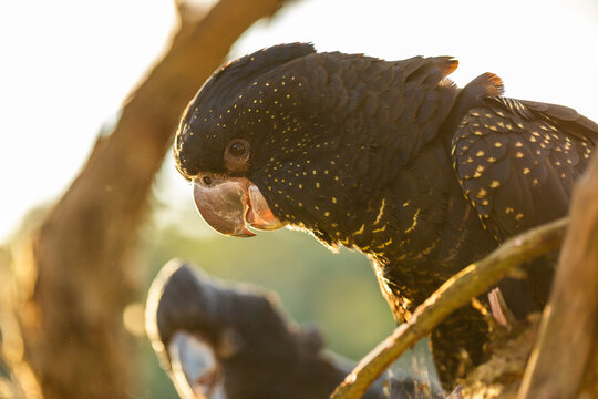 red tailed black cockatoo bird sitting on branch of gum tree in bushland
