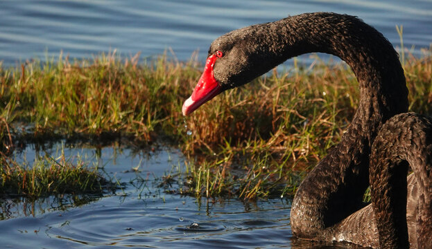 Black Swan