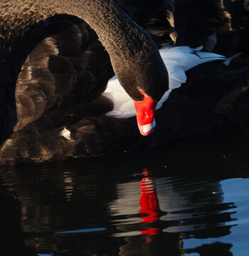 Black Swan