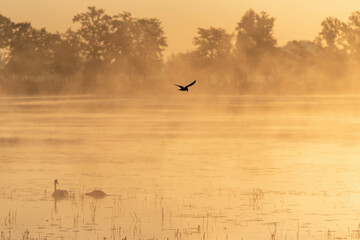 Ptaki latające nad wodą w piękny letni poranek.  © Elżbieta Kaps
