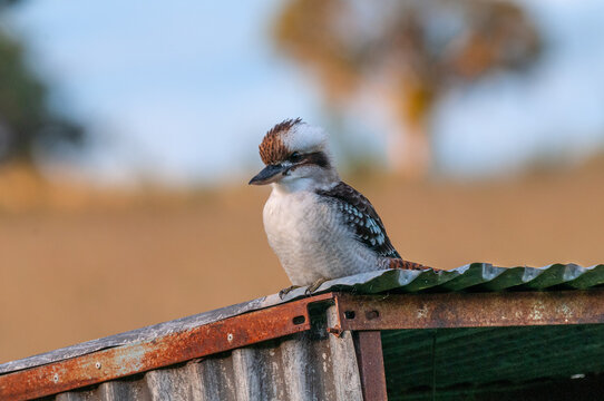 Kookaburra seen here resting on an old tin shed in the Australian Bush