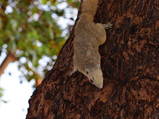 A small squirrel perched on a tree branch, alert and curious, surrounded by lush green leaves, capturing the beauty of wildlife in nature.