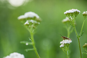 Wojsiłka na kwiatach krwawnika na łace. © Elżbieta Kaps