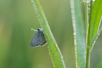 Modraszek argiades na łące w rosie, tło dzikiej natury
