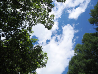 木々の間から見える空
