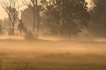 Piękny zamglony krajobraz, mgła nad wilgotną łąką, Polska, Śląsk. © Elżbieta Kaps