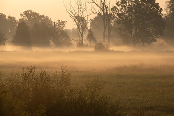 Piękny zamglony krajobraz, mgła nad wilgotną łąką, Polska, Śląsk. © Elżbieta Kaps