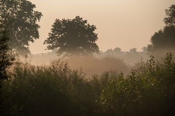 Piękny zamglony krajobraz, mgła nad wilgotną łąką, Polska, Śląsk. © Elżbieta Kaps