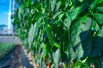 Green pepper grows in the garden, nature.