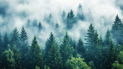 Dense evergreen forest shrouded in mystical fog